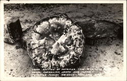 Cross Section of Petrified Tree Postcard