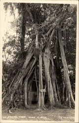 The Banyan Tree Dania, FL Postcard Postcard