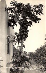 Papaya Tree Postcard