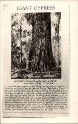 Giant Cypress Postcard