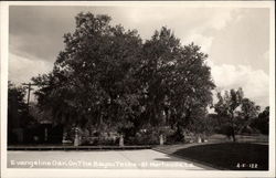 Evangeline Oak on the Bayou Teche Postcard