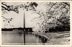 Washington Monument and Cherry Blossoms Postcard