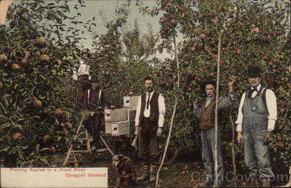 Picking Apples in a Hood River Orchard Oregon