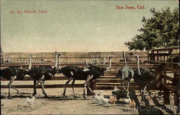 At the Ostrich Farm San Jose California