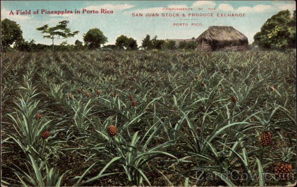 A Field of Pineapples in Puerto Rico