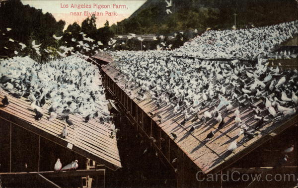 Pigeon Farm near Elysian Park Los Angeles California