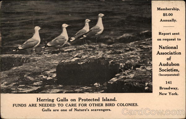Herring Gulls on Protected Island Birds