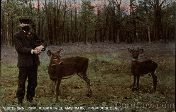 Northern Yew, Roger Williams Park Providence Rhode Island