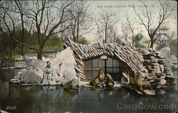Sea Lions, Lincoln Park Chicago Illinois