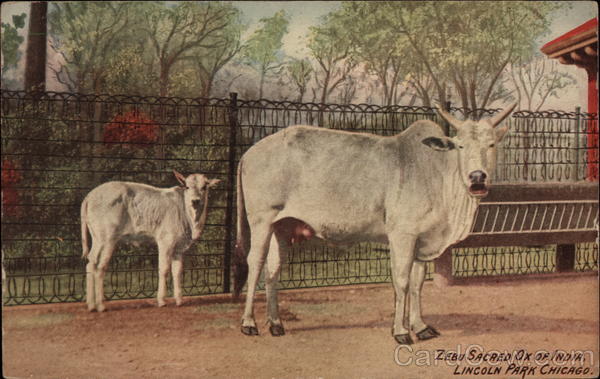Zebu - Sacred Ox of India, Lincoln Park Chicago Illinois