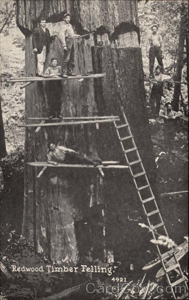 Redwood Timber Felling California Logging