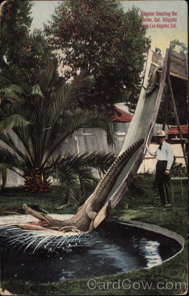 Alligator Shooting the Chutes, Cal. Alligator Farm Los Angeles California
