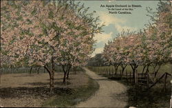 Apple Orchard in Blossom Postcard