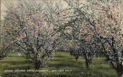Prune Orchard White Blossoms San Jose, CA Postcard Postcard