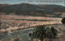 Foot Hills in Bloom Postcard
