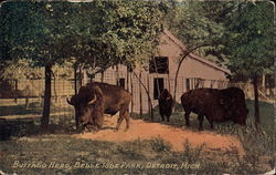 Buffalo Herd, Belle Isle Park Postcard