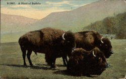 Herd of Buffalo Yellowstone National Park, WY Postcard Postcard