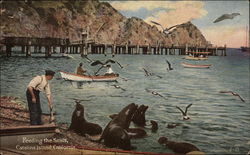 Feeding the Seals Postcard