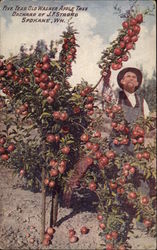 Five Year Old Wagner Apple Tree Postcard