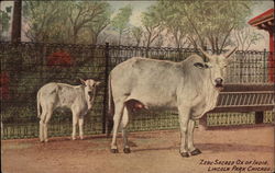Zebu - Sacred Ox of India, Lincoln Park Postcard