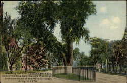 Washington Elm Postcard