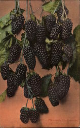 Mammoth Blackberries Fruit Postcard Postcard