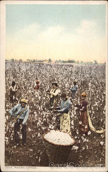 Picking Cotton Farming