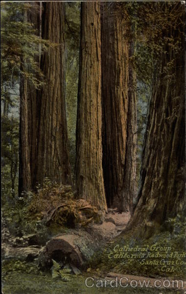 Cathedral Group, California Redwood Park Santa Cruz