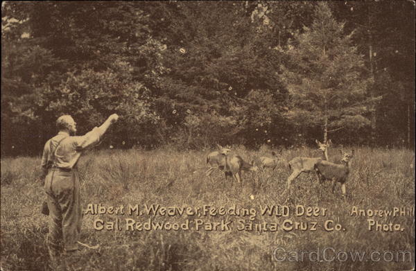 Albert M. Weave, feeding wild deer, Cal. Redwood Park Santa Cruz California