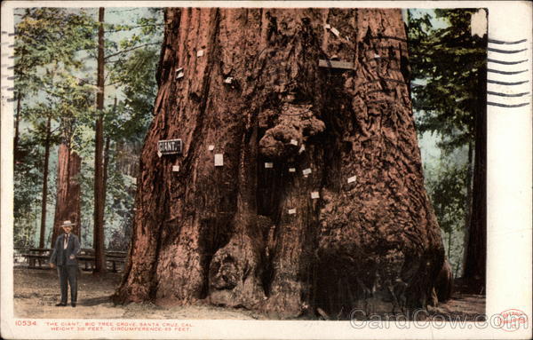 The Giant Big Tree Grove Santa Cruz California