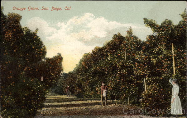 Orange Grove San Diego California
