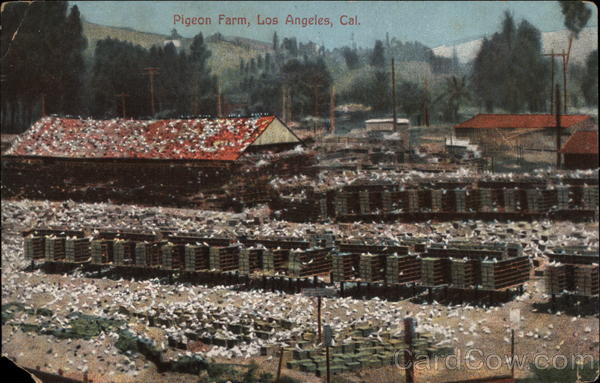 Pigeon Farm Los Angeles California