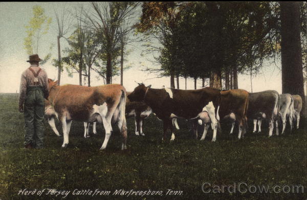 Herd of Jersey Cattle Murfreesboro Tennessee