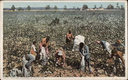 Cotton Pickers in the Field Postcard
