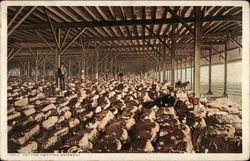 Cotton Awaiting Shipment Postcard