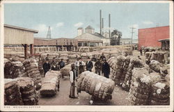Weighing Cotton Weighing Cotton