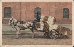 A Typical Cotton Cart Postcard