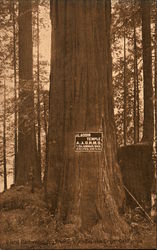 Giant Redwood, Big Trees Grove Postcard