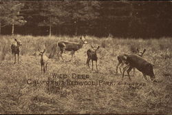 Wild Deer, California Redwood Park Postcard