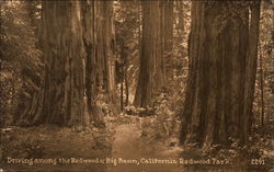 Driving Among the Redwoods Postcard