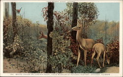 White-Tailed or Virginia Deer, Field Museum of Natural History Postcard