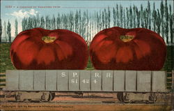 A Carload of Tomatoes from Postcard