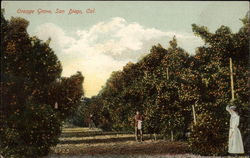Orange Grove San Diego, CA Postcard Postcard