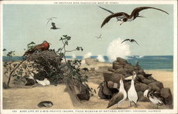 Bird Life of a Mid-Pacific Island, Field Museum of Natural History Chicago, IL Postcard Postcard