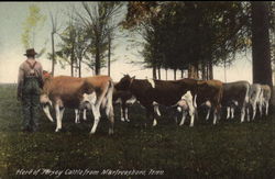 Herd of Jersey Cattle Murfreesboro, TN Postcard Postcard