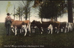 Herd of Jersey Cattle Postcard