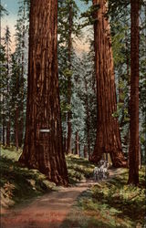 "Vermont" and "Wawona" Mariposa Big Tree Postcard