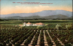 Home in a California Orange Grove Postcard