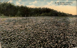 In the Fields of Clover Kentucky Postcard Postcard