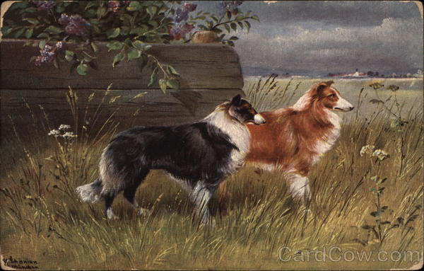 Collies Dogs